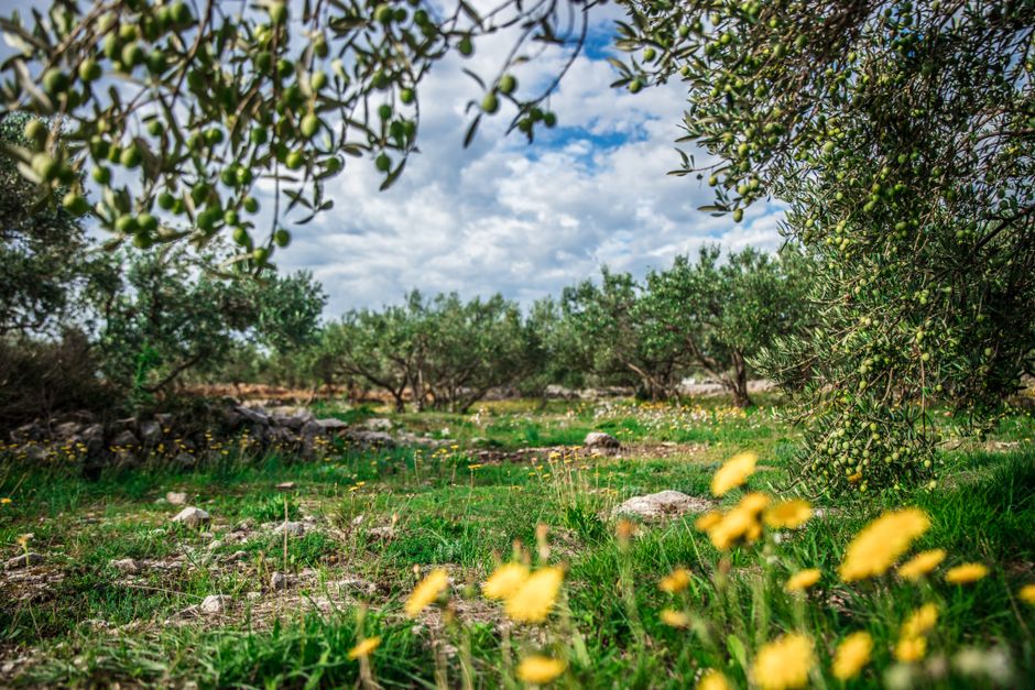 Olijfboom in een zonnige, mediterrane tuin. Olijfboom in een zonnige, mediterrane tuin.