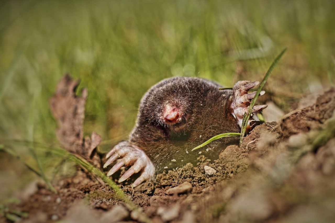 Zonnestralen gefilterd door slimme gordijnen
