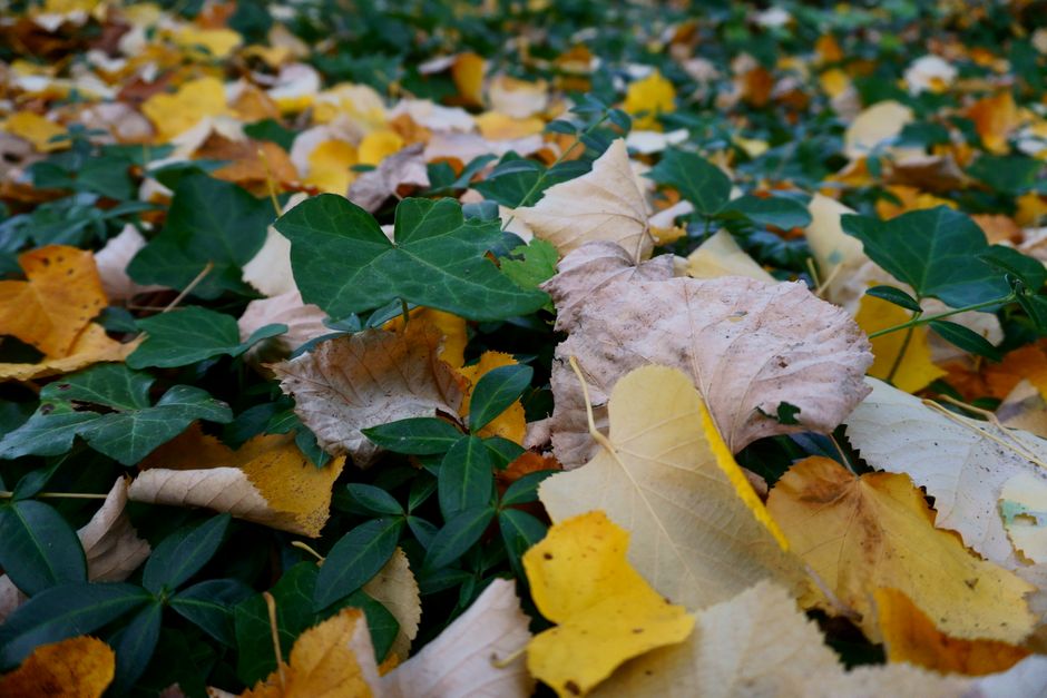 Snoeischaar knipt dode takken in herfsttuin.