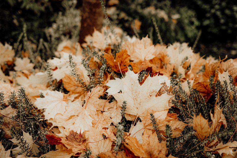 Tuinman maakt bladeren schoon met hark in herfst.